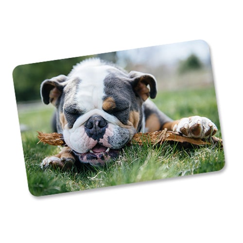 pet photo magnet